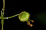 Alumroot